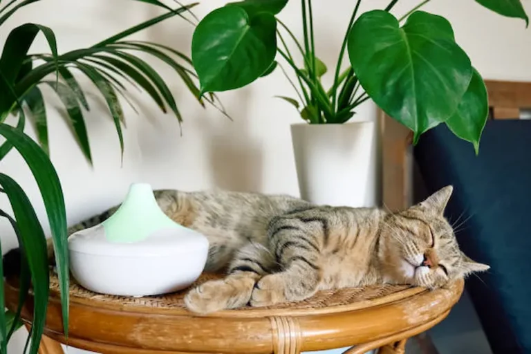 Where to Place Your Diffuser for Maximum Effect