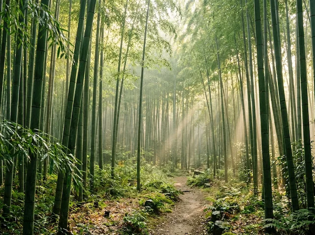 Bamboo grove in morning light, fresh and alive natural scene